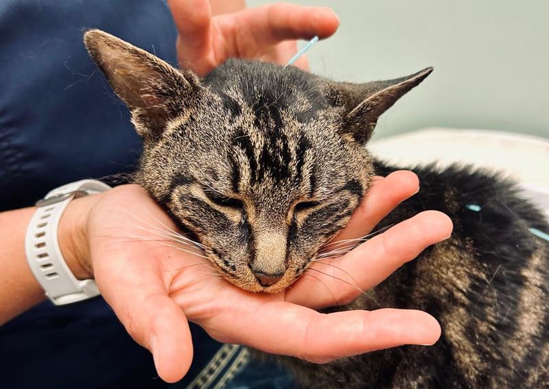 Carousel Slide 2: Acupuncture for cats